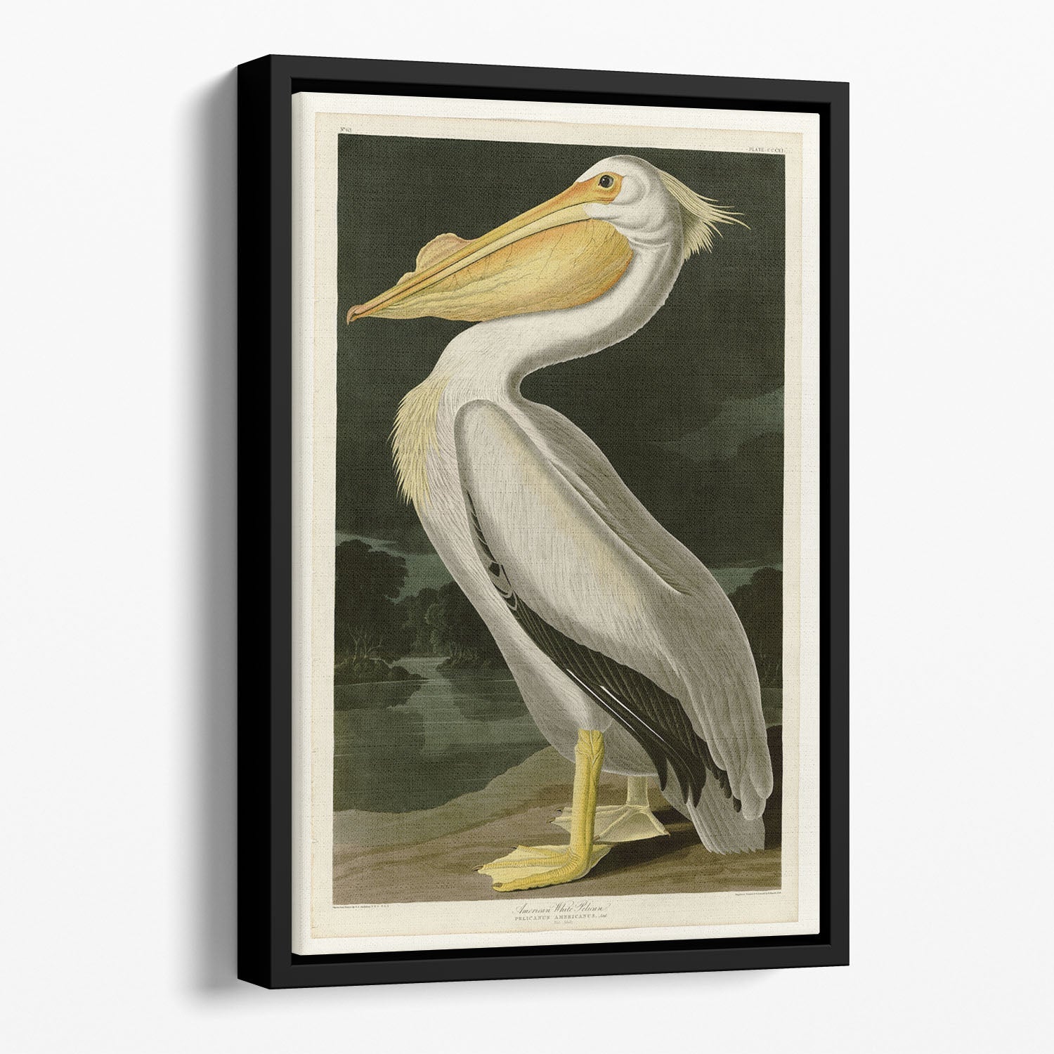 A vibrant floating framed canvas featuring an abstract depiction of the American White Pelican, showcasing its elegance and beauty.