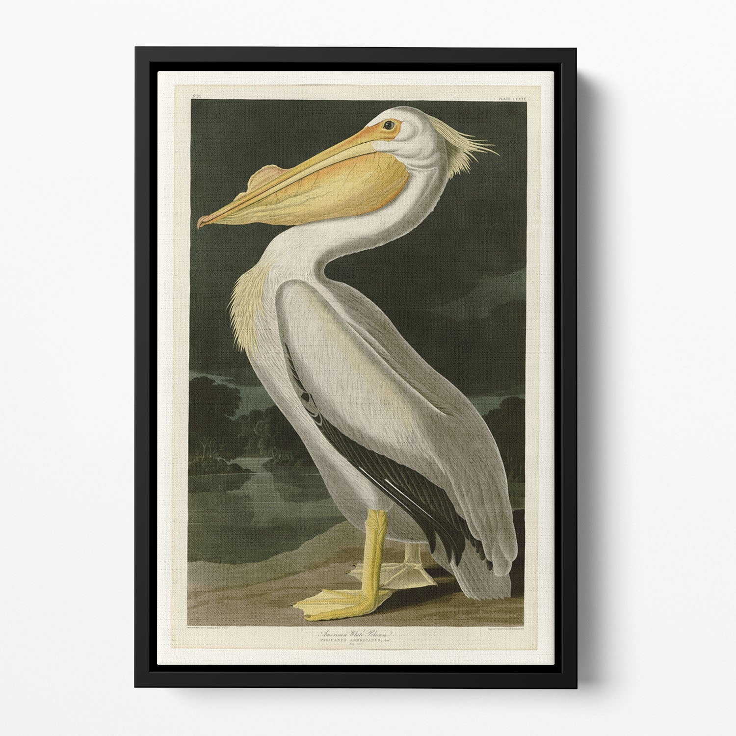 A vibrant floating framed canvas featuring an abstract depiction of the American White Pelican, showcasing its elegance and beauty.