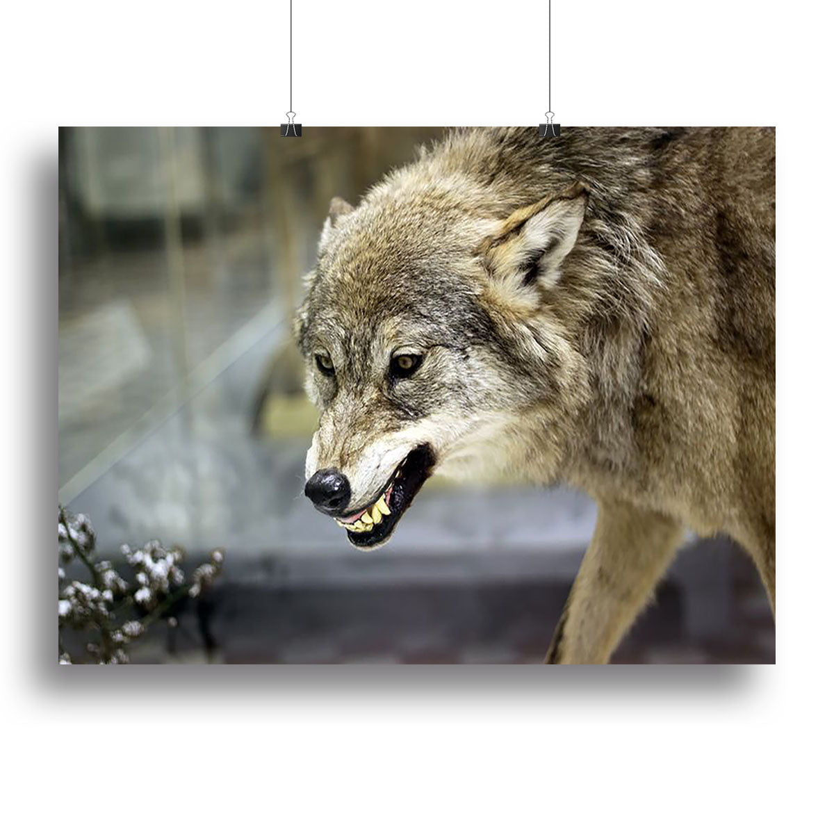 Canvas print of an angry grey wolf in a winter forest, showcasing its fierce expression and snowy surroundings.