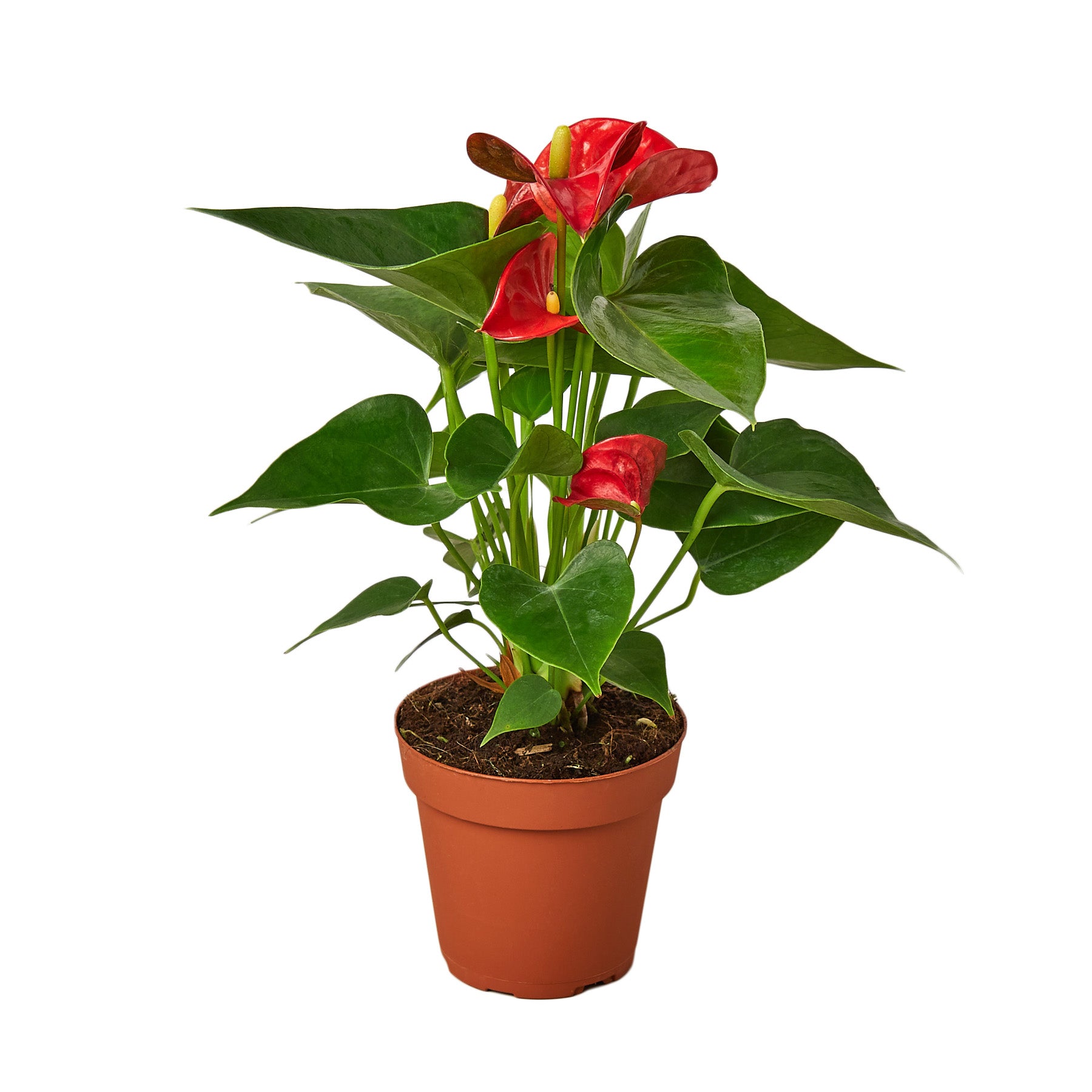 Anthurium 'Red' plant showcasing glossy heart-shaped leaves and vibrant red spathes, perfect for indoor decoration.