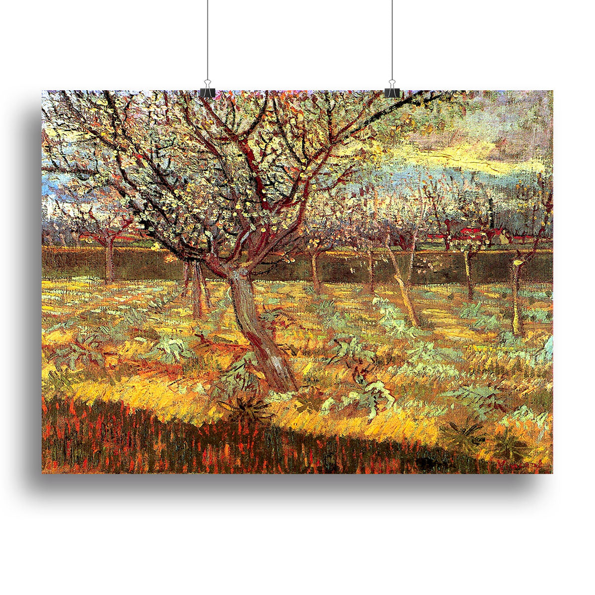 Canvas print of Van Gogh's Apricot Trees in Blossom, showcasing vibrant blossoms and rich colors, perfect for home decor.