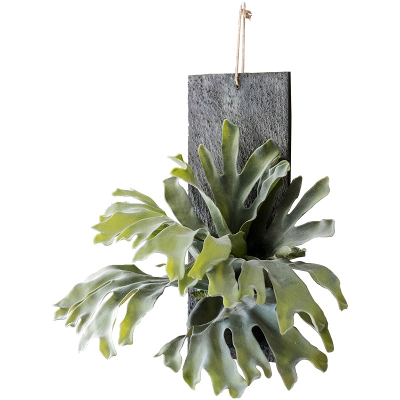 Artificial Faux Fern Madagascar Staghorn mounted on a wooden board, showcasing vibrant green fronds and a rustic brown background.