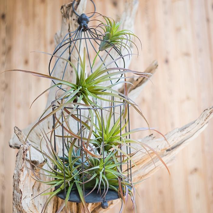 Set of 5 Artificial Faux Tillandsia Capitata Stems in vibrant green, showcasing realistic design and varying heights from 6 to 11 inches.