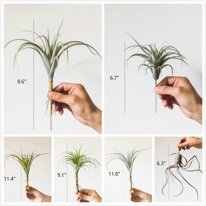 Set of 5 Artificial Faux Tillandsia Capitata Stems in vibrant green, showcasing realistic design and varying heights from 6 to 11 inches.
