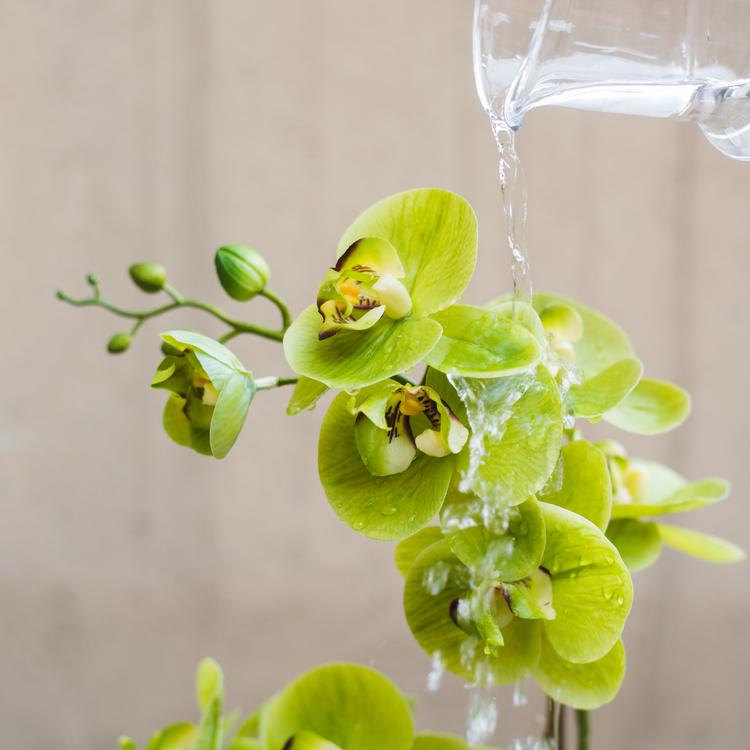 Artificial Real Touch Orchid Plant in green and white, showcasing lifelike flowers and smooth leaves in a decorative pot.