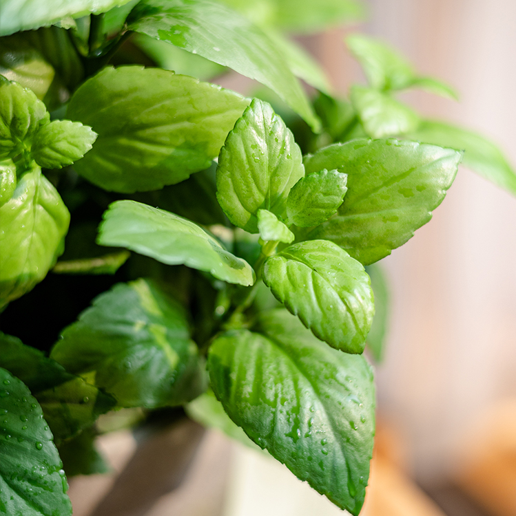 A realistic artificial potted mint plant in a gray taupe pot, showcasing vibrant green leaves.