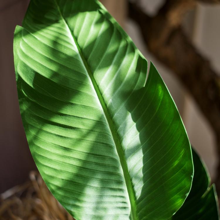 Artificial Silk Travelers Palm Tree in Pot, showcasing lush green leaves and a stylish black pot.