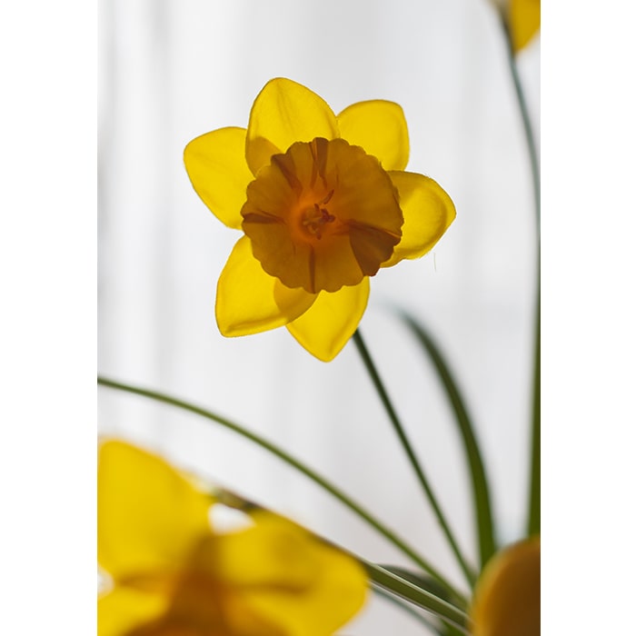 A vibrant 19-inch tall artificial silk yellow daffodil flower stem with two blooms and one bud, featuring realistic green leaves.