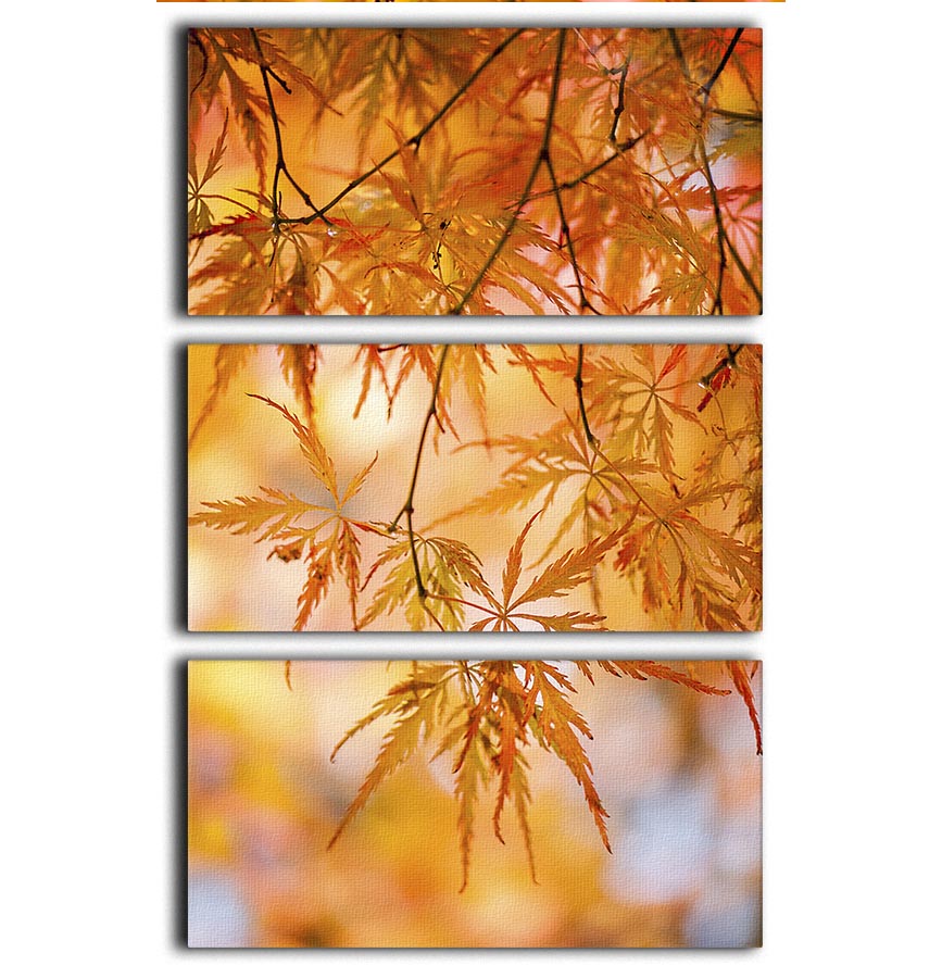 Autumn Leaves 3 Split Panel Canvas Print showcasing vibrant fall foliage in three panels.