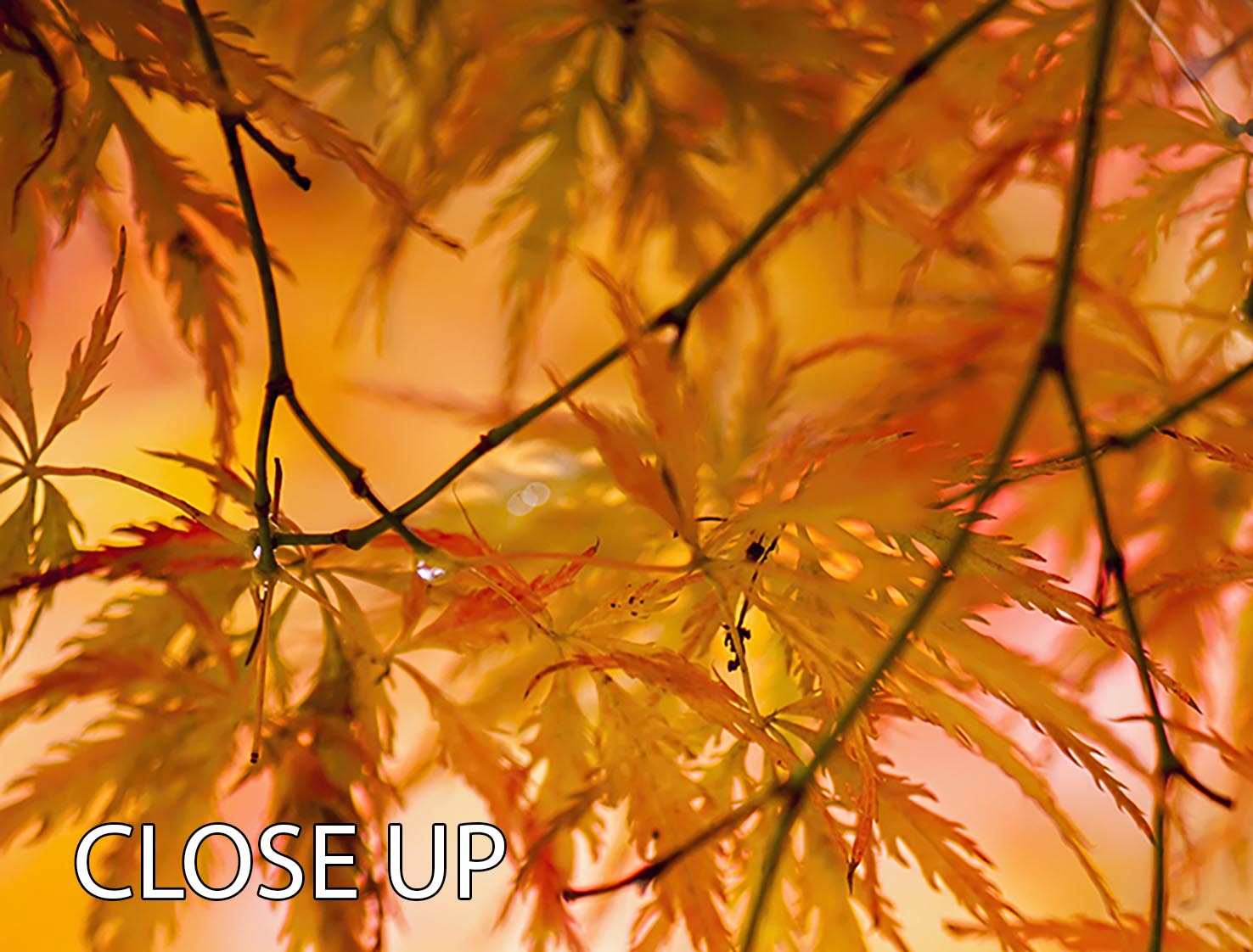 Autumn Leaves 3 Split Panel Canvas Print showcasing vibrant fall foliage in three panels.