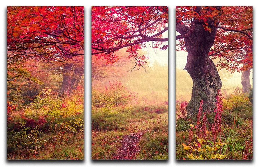 A beautiful 3-panel canvas print featuring autumn trees in a serene forest setting, showcasing vibrant colors and intricate details.