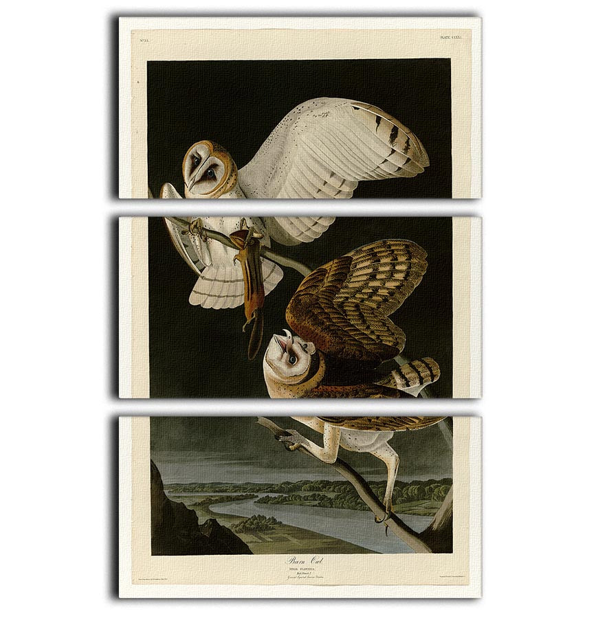 A stunning 3-panel canvas print featuring a barn owl, showcasing vibrant colors and intricate details, perfect for home decor.