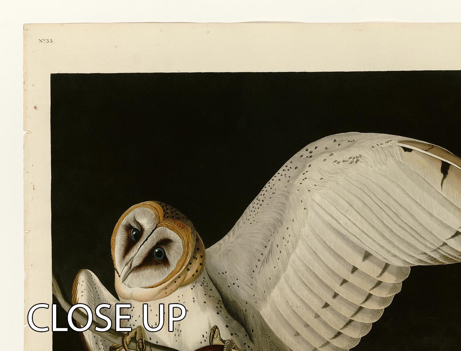 A stunning 3-panel canvas print featuring a barn owl, showcasing vibrant colors and intricate details, perfect for home decor.