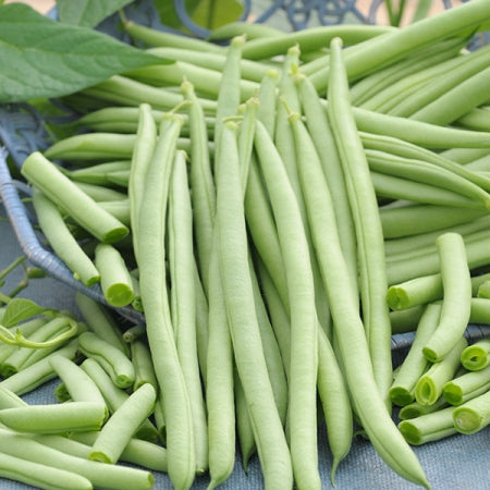 Cobra pole beans with bright green, large, round, and stringless pods growing on a trellis in a garden setting.