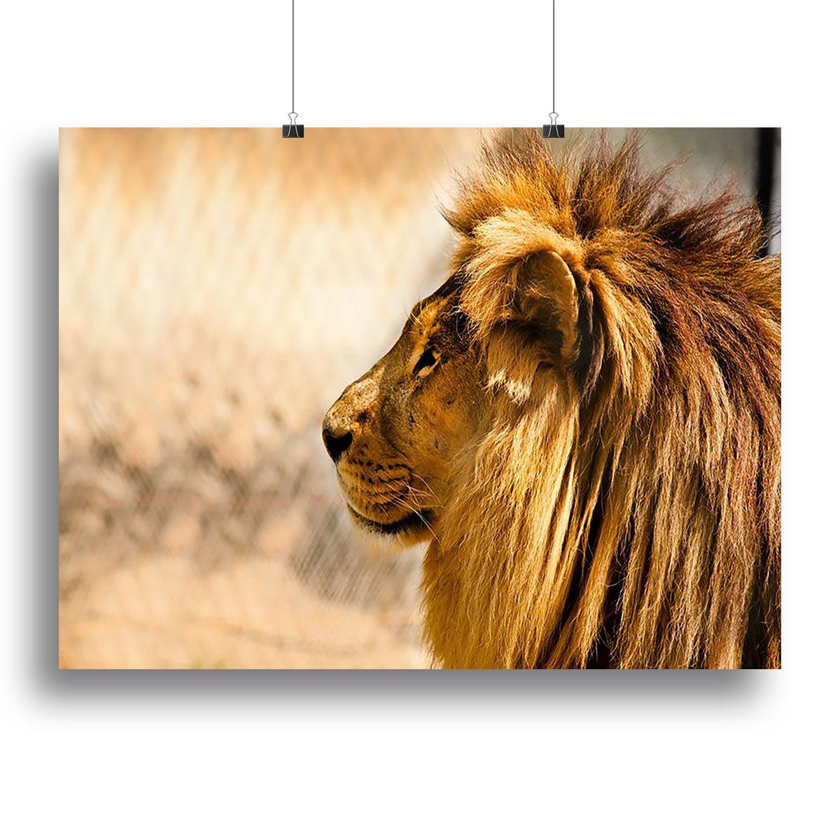 A beautiful canvas print of an African lion relaxing in the sun, showcasing its majestic features and vibrant colors.