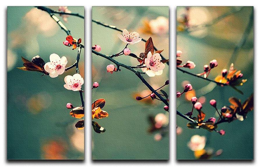 Beautiful Flowering Japanese Cherry 3 Split Panel Canvas Print featuring vibrant cherry blossoms on a serene background.