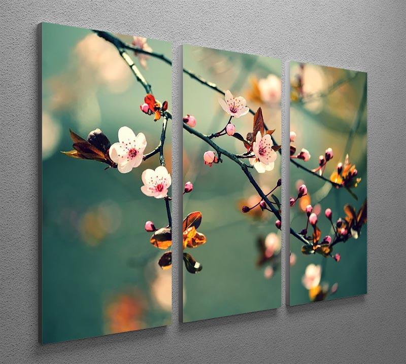 Beautiful Flowering Japanese Cherry 3 Split Panel Canvas Print featuring vibrant cherry blossoms on a serene background.
