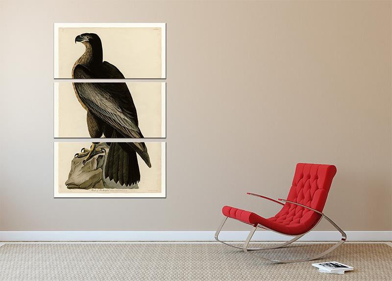 Three-panel canvas print featuring the Bird of Washington by Audubon, showcasing vibrant colors and intricate details.
