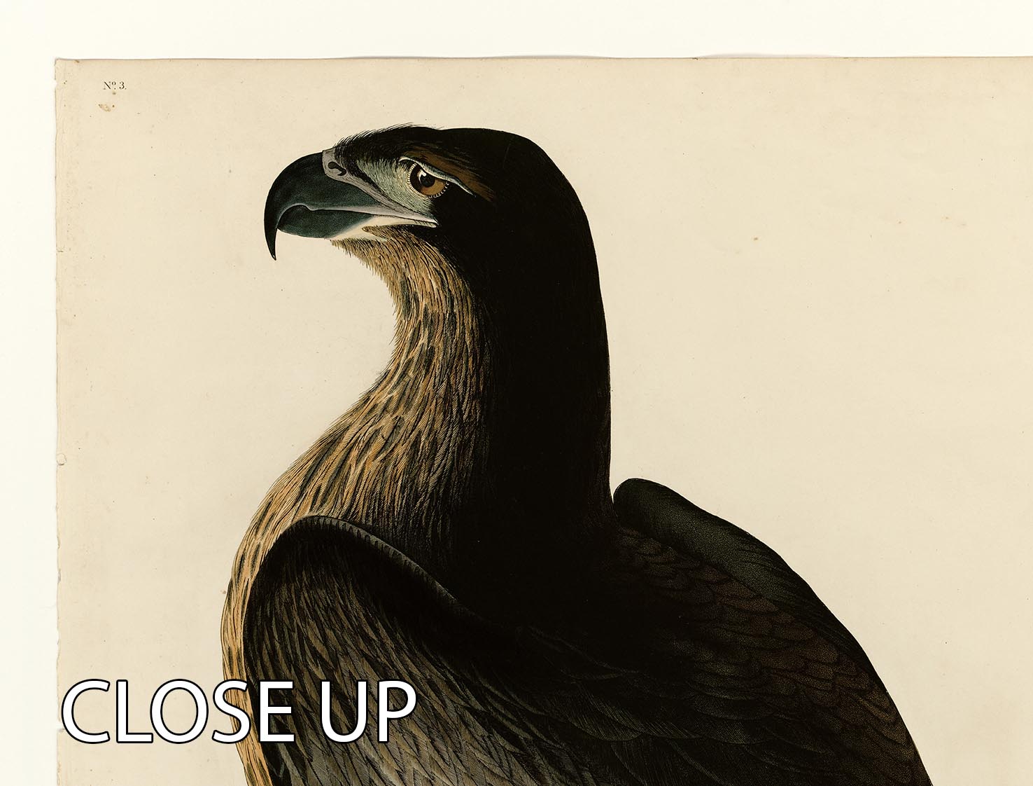 Three-panel canvas print featuring the Bird of Washington by Audubon, showcasing vibrant colors and intricate details.