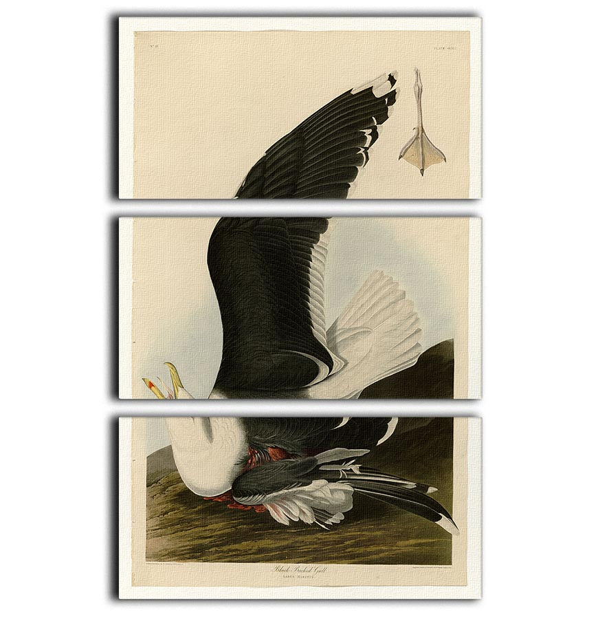 Three-panel canvas print featuring a Black Backed Gull, showcasing its elegant design and vibrant colors.