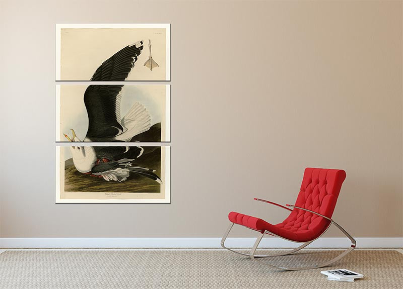 Three-panel canvas print featuring a Black Backed Gull, showcasing its elegant design and vibrant colors.
