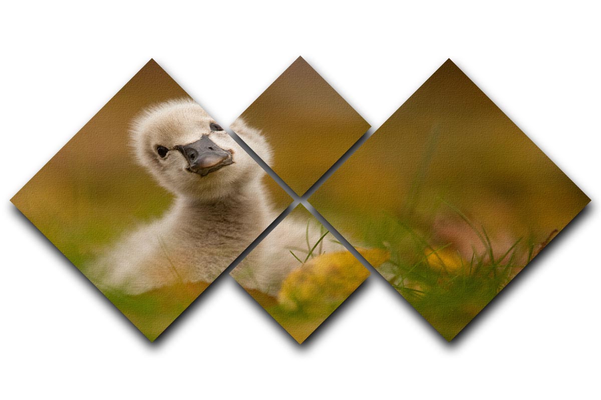 Black Swan Baby 4 Square Multi Panel Canvas artwork featuring four equal square sections, beautifully arranged to create a cohesive design.