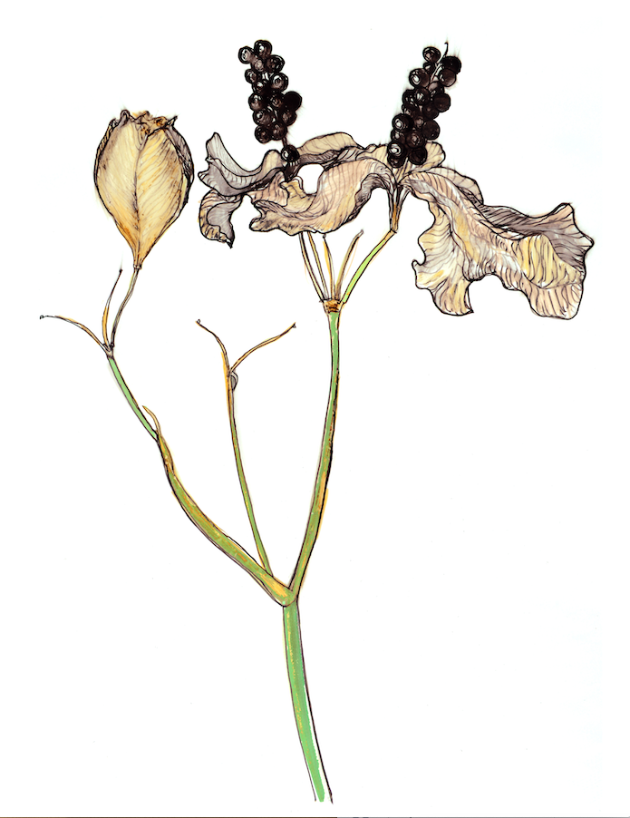 A detailed black pen and colored pencil drawing of a Blackberry Lily, showcasing its vibrant colors and intricate details.