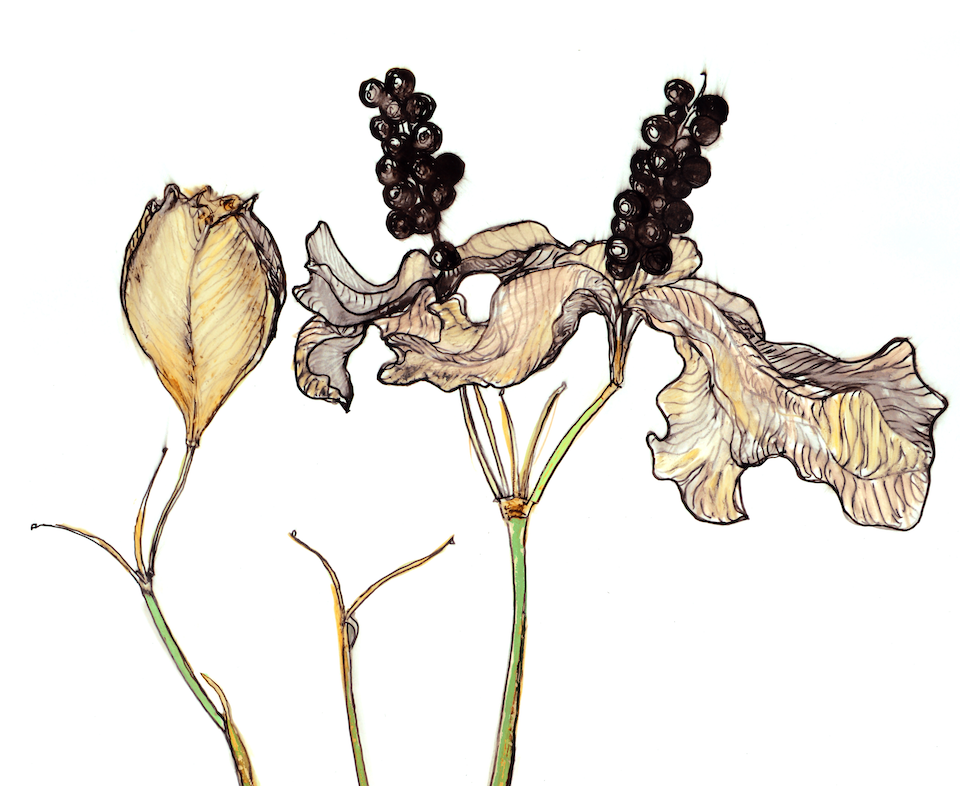 A detailed black pen and colored pencil drawing of a Blackberry Lily, showcasing its vibrant colors and intricate details.
