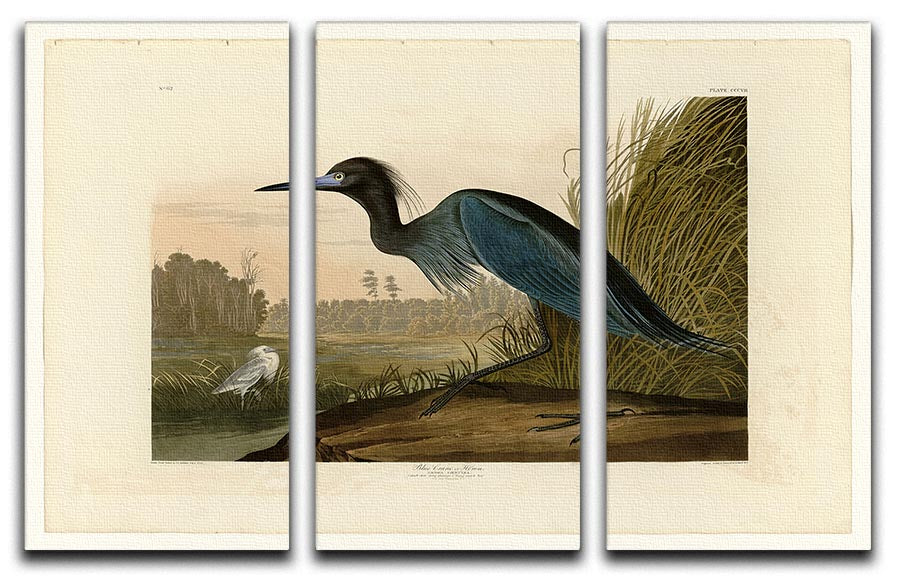 A beautiful 3-panel canvas print featuring a Blue Crane, showcasing vibrant colors and intricate details, perfect for home decor.