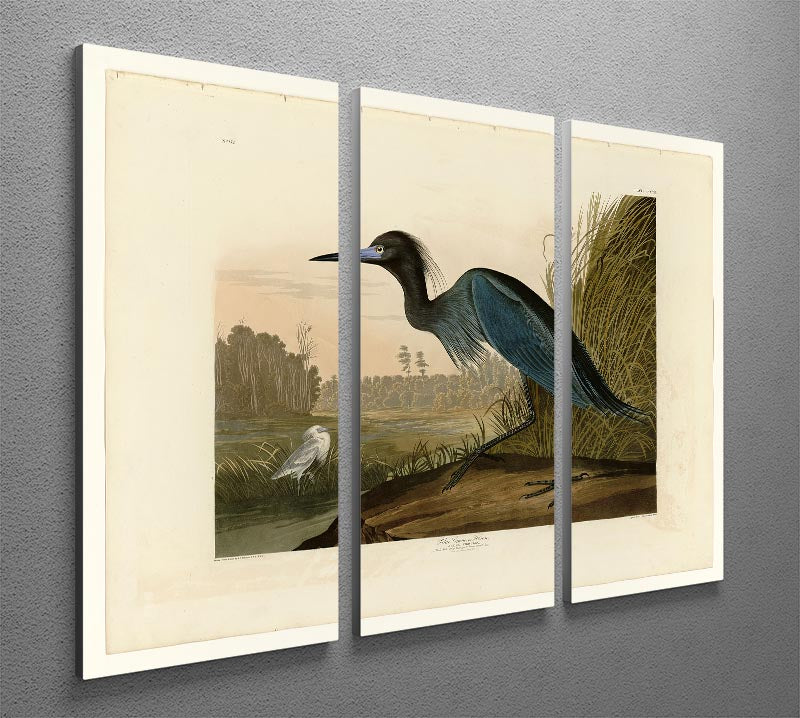 A beautiful 3-panel canvas print featuring a Blue Crane, showcasing vibrant colors and intricate details, perfect for home decor.