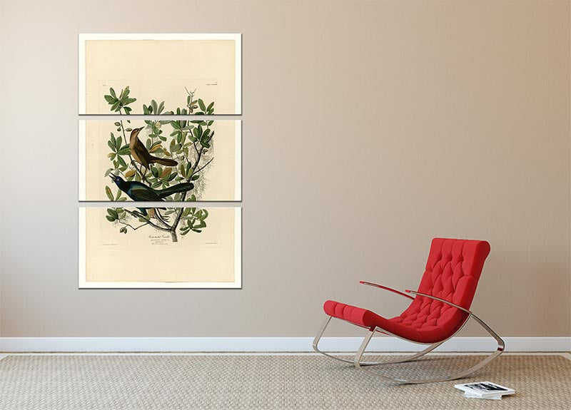 A beautiful 3-panel canvas print featuring the Boat Tailed Grackle, showcasing vibrant colors and intricate details.