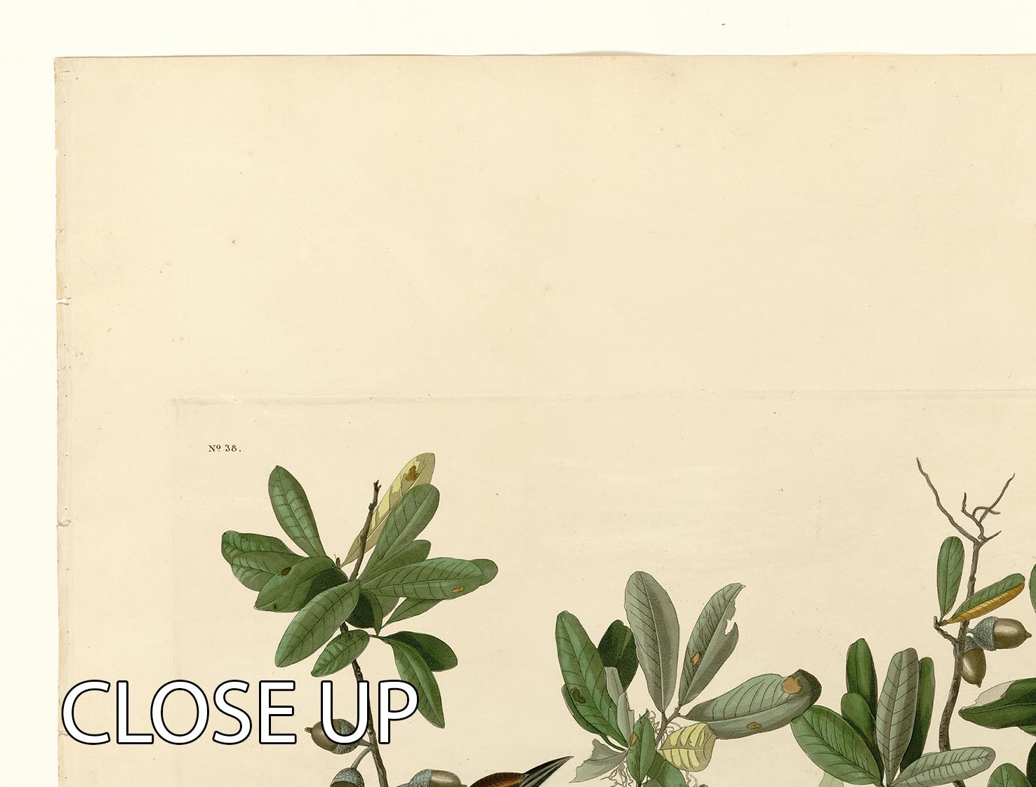 A beautiful 3-panel canvas print featuring the Boat Tailed Grackle, showcasing vibrant colors and intricate details.