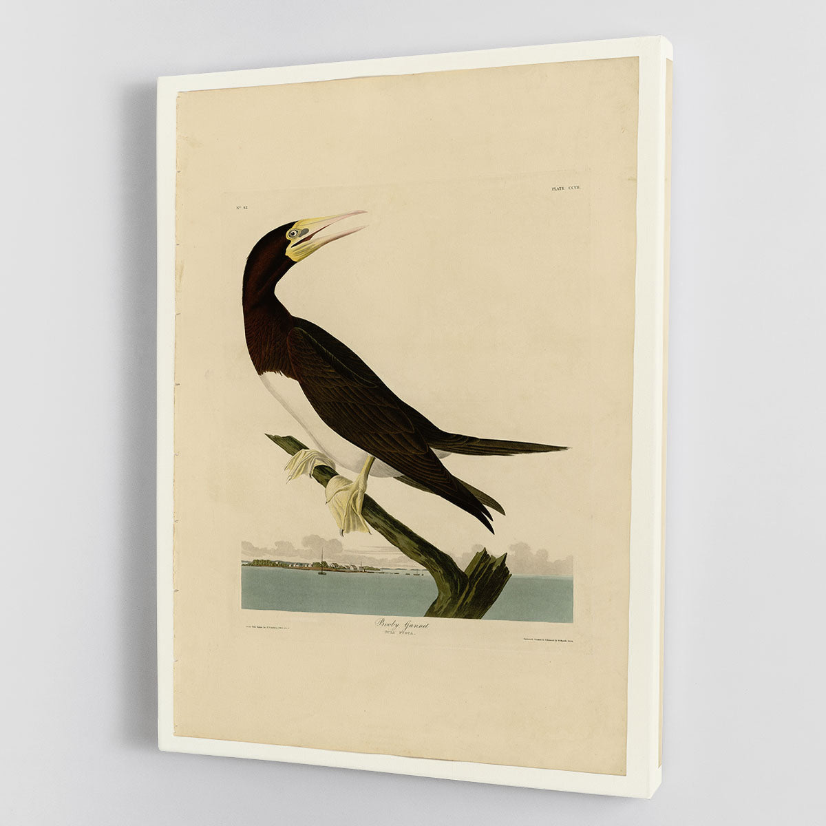 Booby Gannet by Audubon canvas print showcasing vibrant colors and intricate details of the bird in a natural setting.