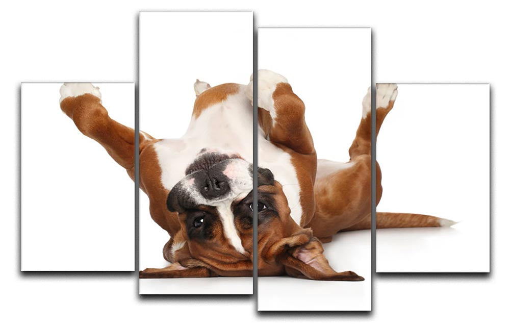 A 4-panel canvas artwork featuring a Boxer dog lying on its back, showcasing its playful nature.