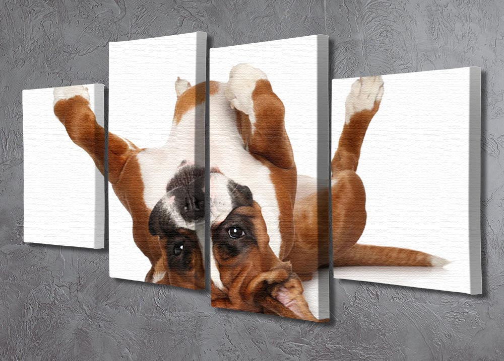 A 4-panel canvas artwork featuring a Boxer dog lying on its back, showcasing its playful nature.