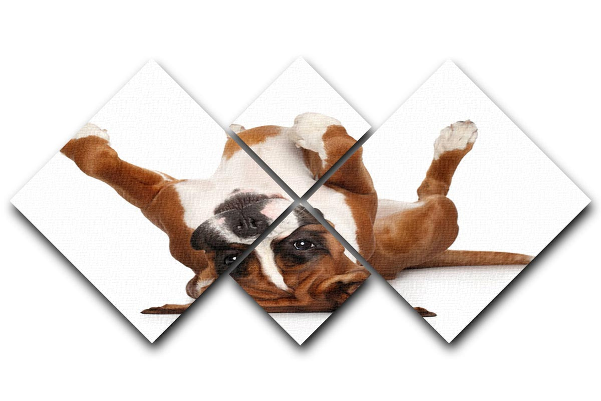 A 4-panel canvas artwork featuring a Boxer dog lying on its back, showcasing its playful and adorable nature.