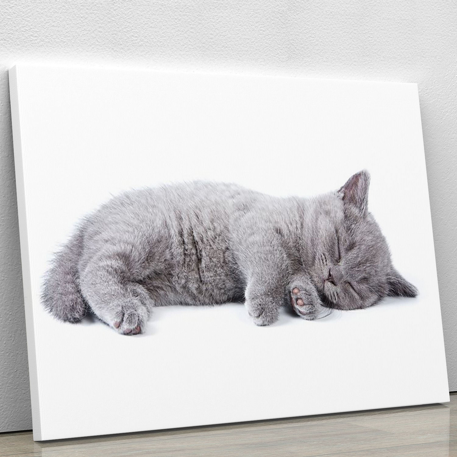 A charming British kitten canvas print featuring a playful kitten on a white background, perfect for home decor.