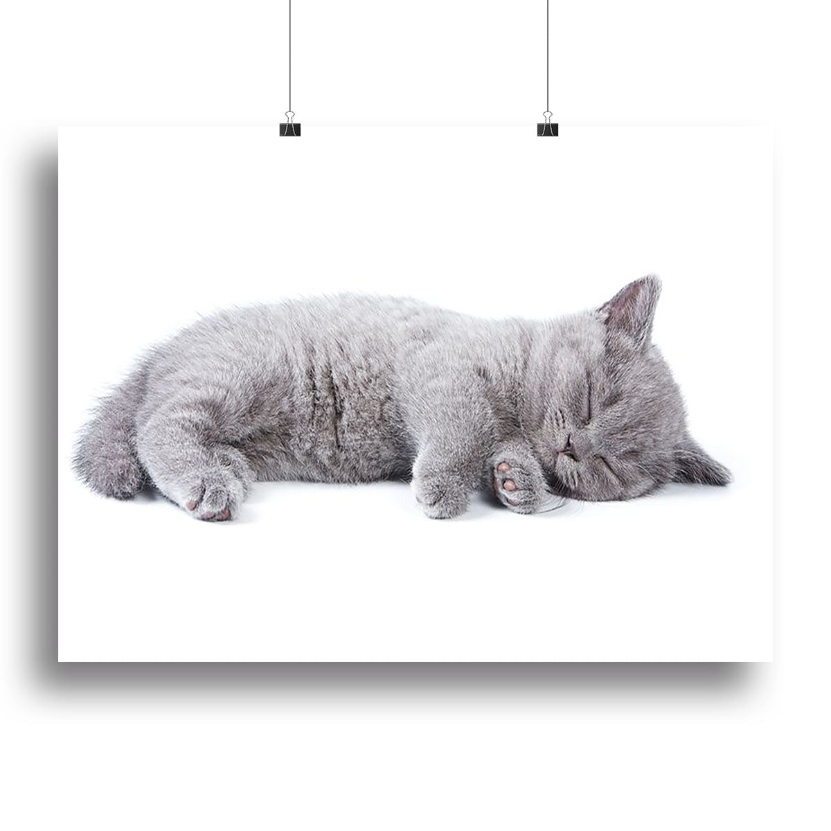 A charming British kitten canvas print featuring a playful kitten on a white background, perfect for home decor.