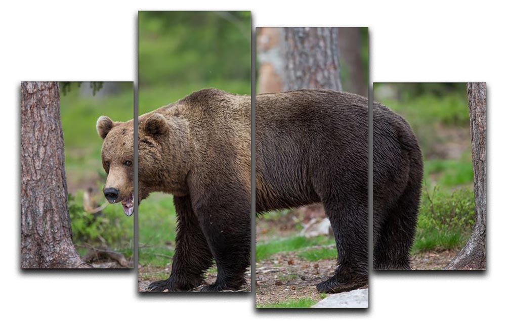 A stunning 4-split canvas artwork featuring a brown bear in a lush taiga forest, showcasing vibrant colors and intricate details.
