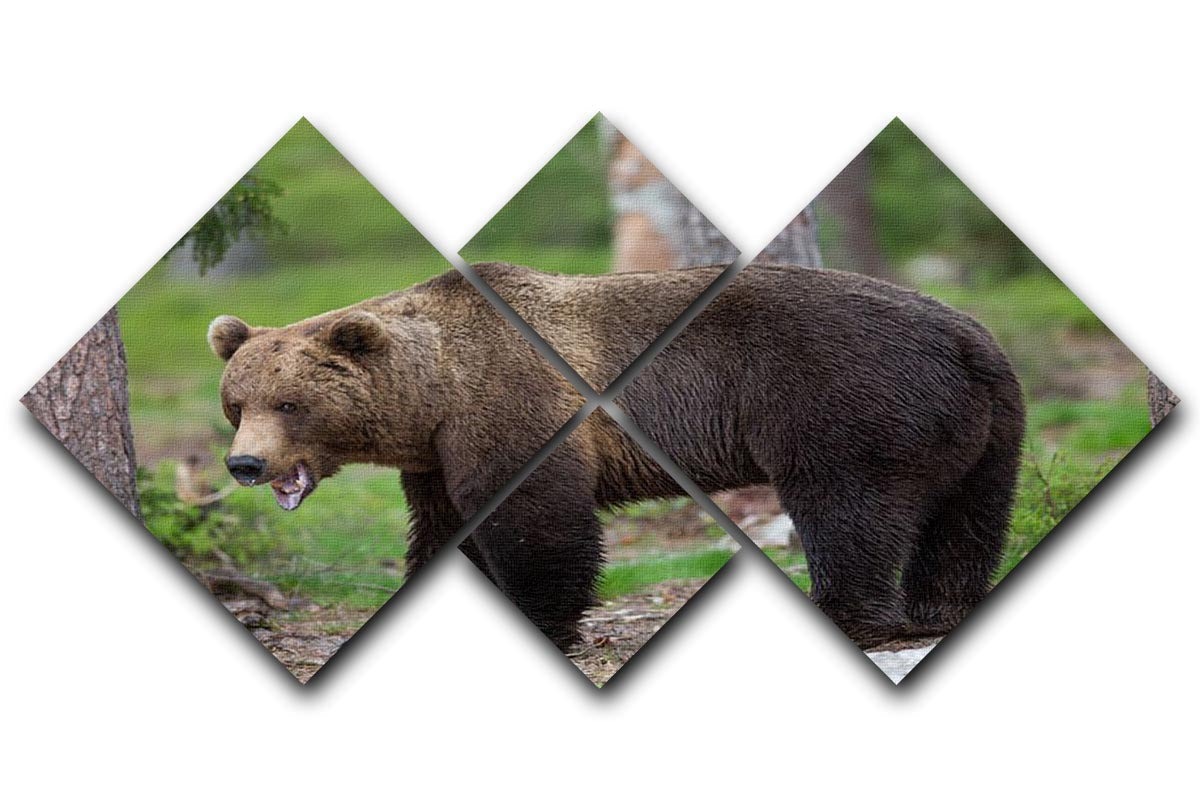 A beautiful 4-square multi-panel canvas featuring a brown bear in the Tiaga forest, showcasing nature's beauty.