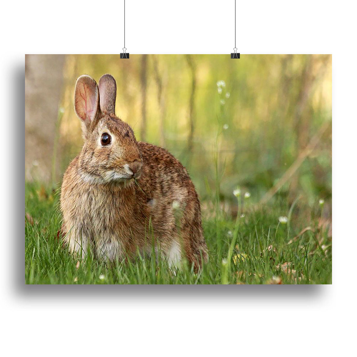 A beautiful canvas print featuring a brown rabbit looking directly into the camera, showcasing its expressive eyes and soft fur.