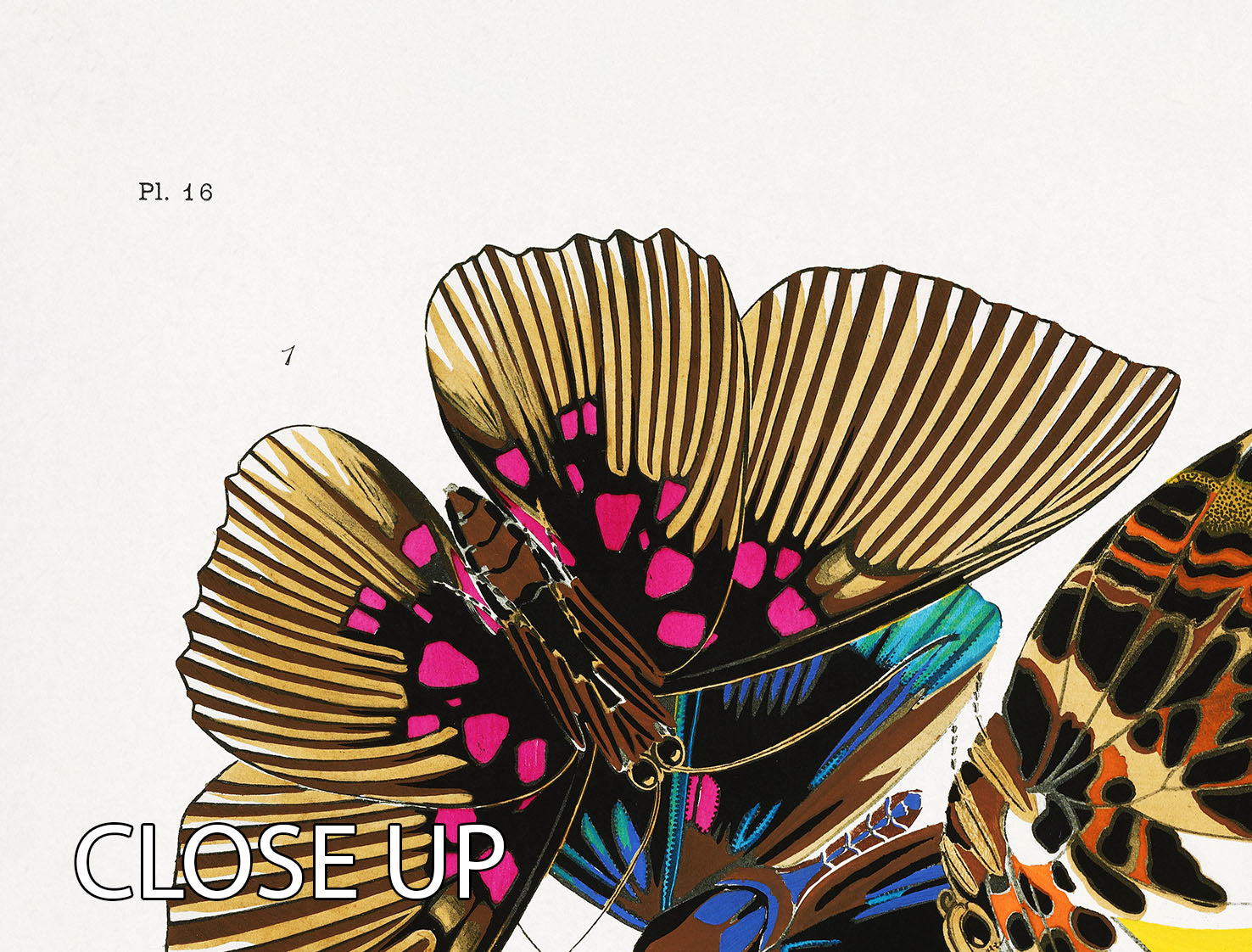 Butterflies Part 16 3 Split Panel Canvas Print featuring vibrant butterfly designs on three canvases, perfect for home decor.