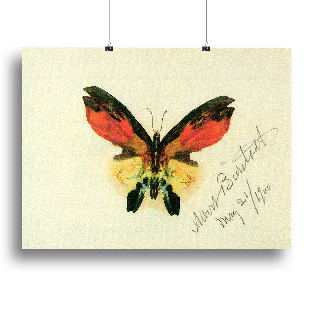 Butterfly 2 by Bierstadt canvas print showcasing vibrant colors and intricate details of butterflies, perfect for home decor.