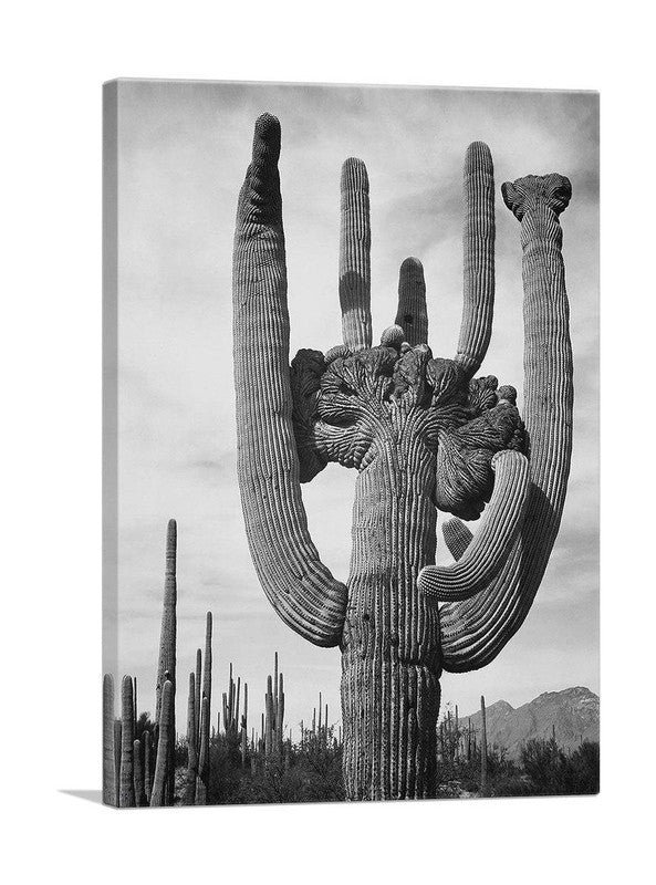 A beautiful canvas print of the Cactus Saguaro National Monument showcasing tall cacti against a vibrant Arizona sunset.