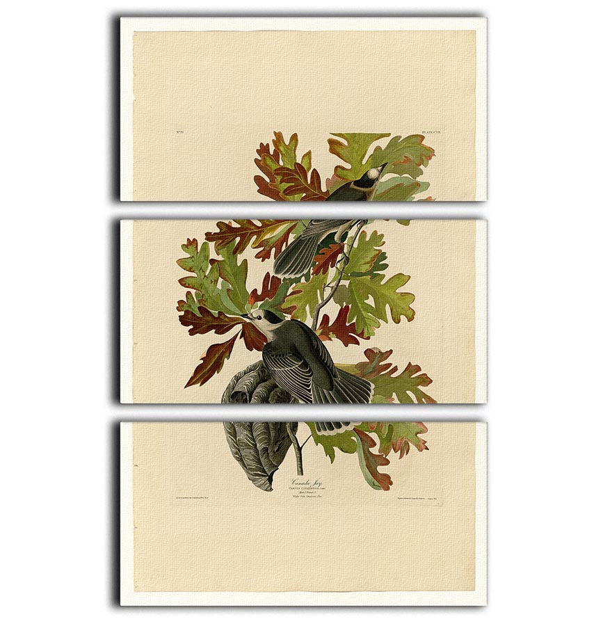A beautiful 3-panel canvas print featuring the Canada Jay, showcasing vibrant colors and intricate details, perfect for home decor.