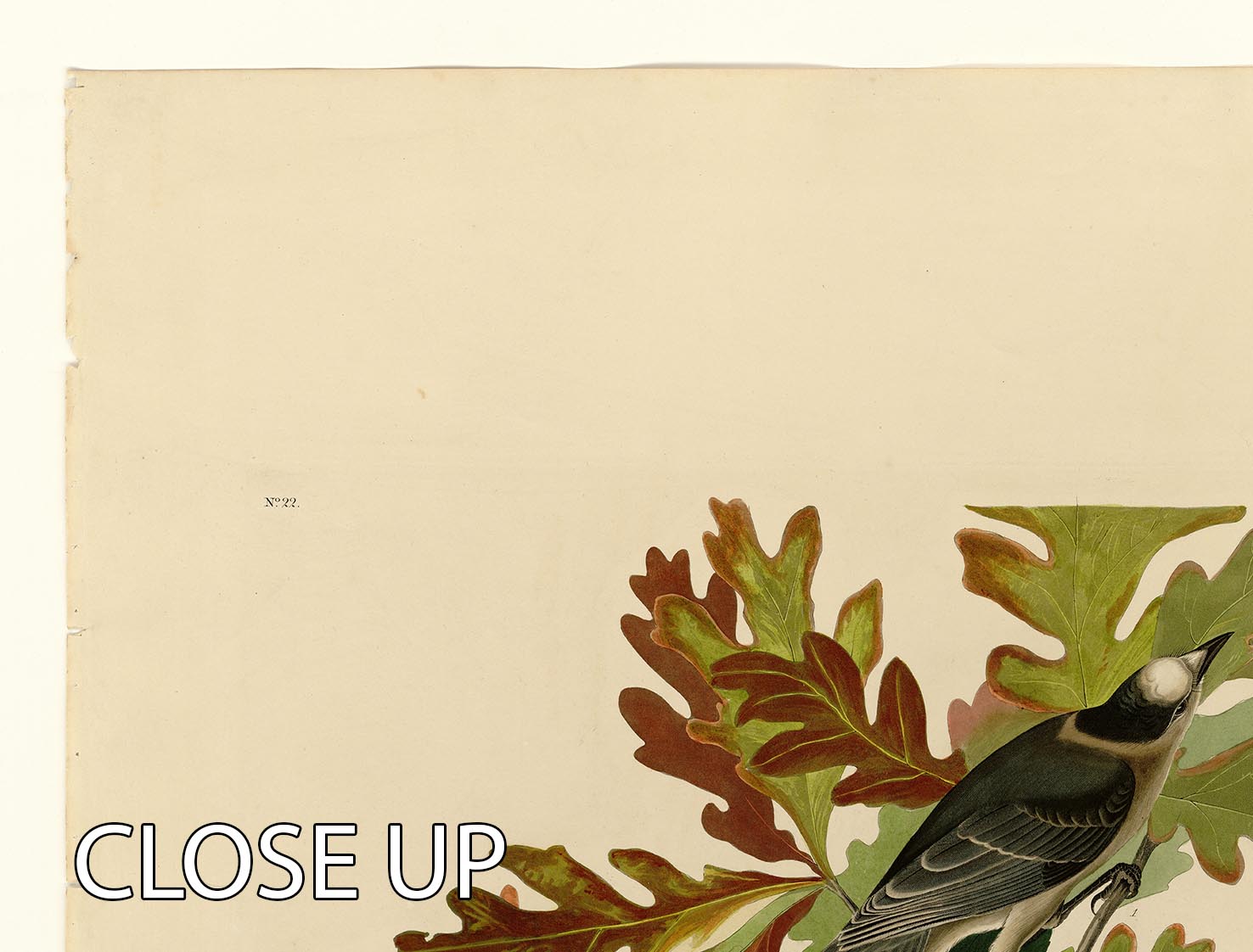 A beautiful 3-panel canvas print featuring the Canada Jay, showcasing vibrant colors and intricate details, perfect for home decor.