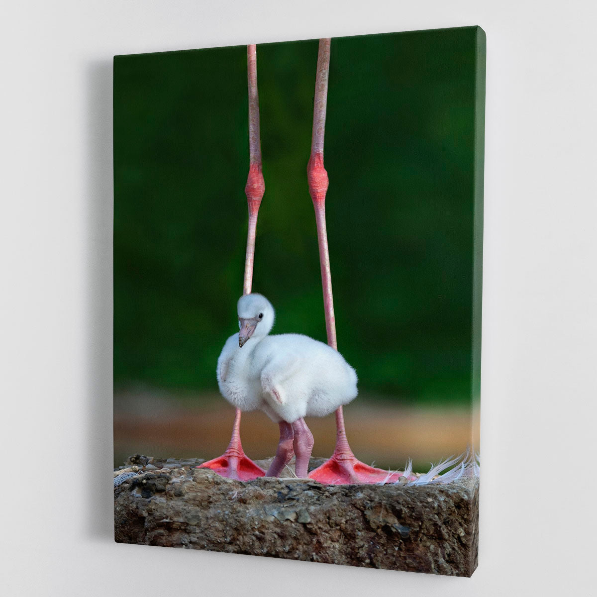 A vibrant canvas print of a Caribbean flamingo chick, showcasing its delicate features and bright colors, perfect for home decor.