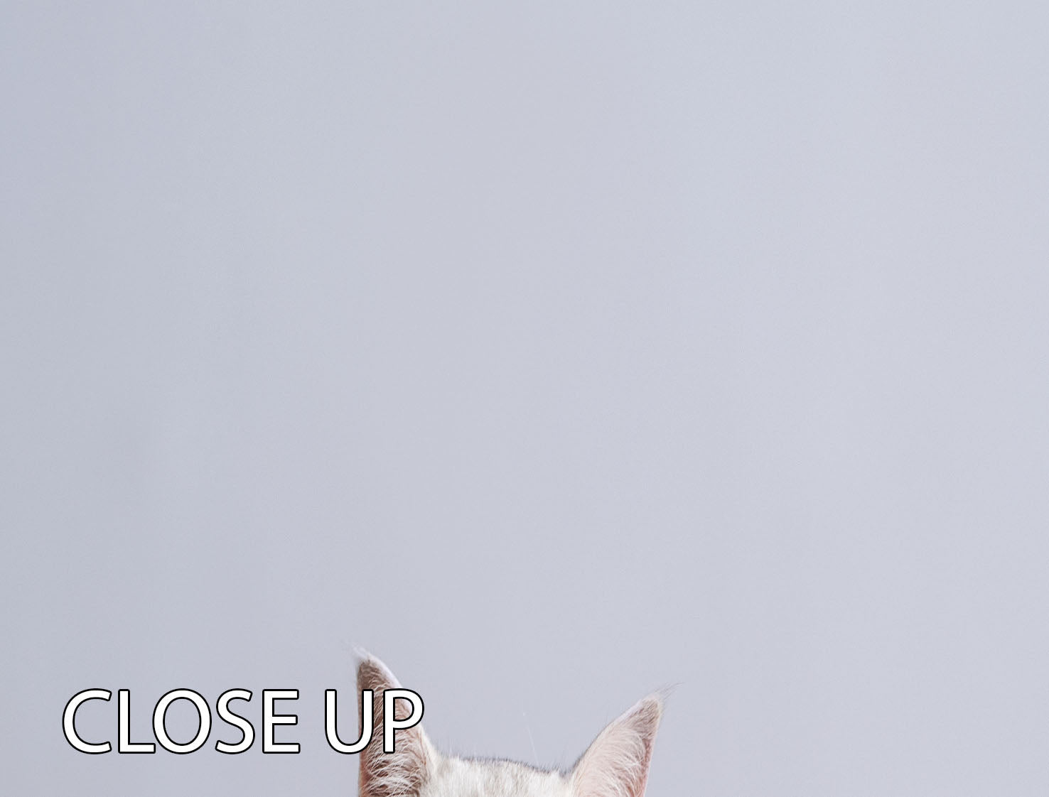 A beautiful 3-panel canvas print featuring a playful cat in a box, perfect for home decor.