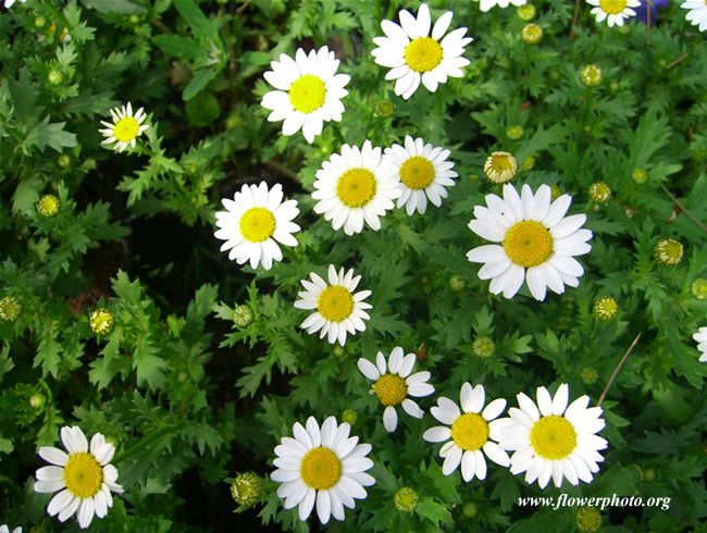 A close-up of dried German chamomile flowers, showcasing their delicate petals and rich aroma, ideal for herbal tea and remedies.