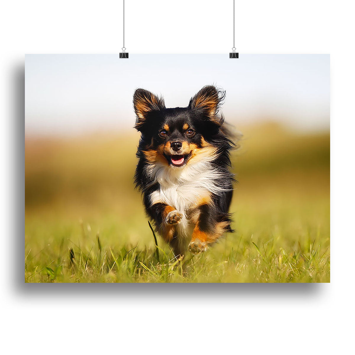 A vibrant canvas print of a Chihuahua dog running joyfully towards the camera in a lush green grass field, capturing the essence of playfulness.